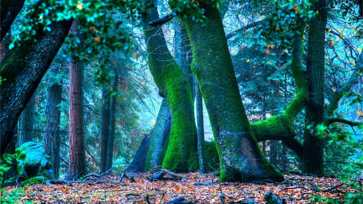 Dans la forêt de la Comté, pas de hobbits, mais quelques trésors !