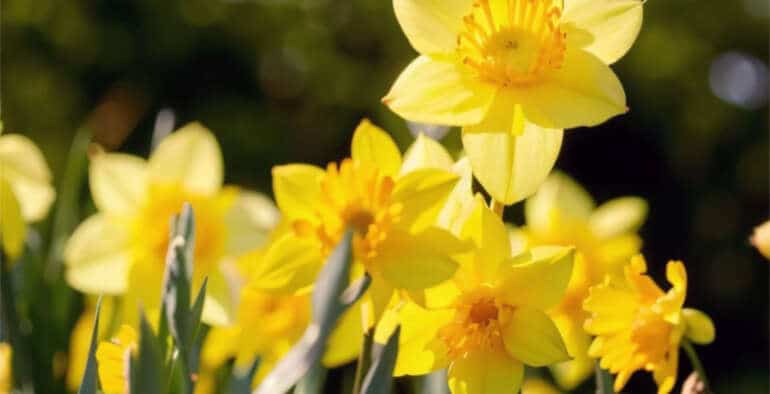 Les messagers du printemps en Toscane d’Auvergne